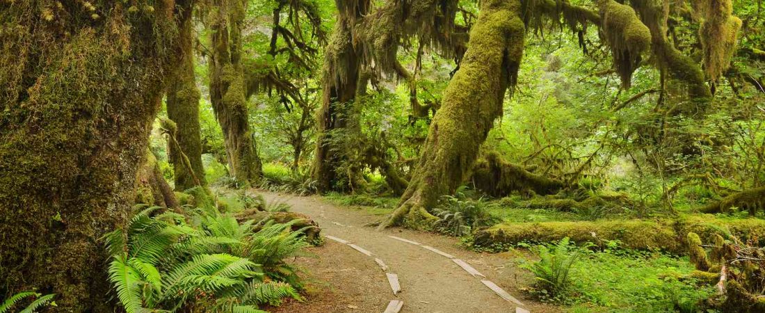 La-caminata-mas-tranquila-de-EE.-UU.-en-selva-tropical-intriper.jpg