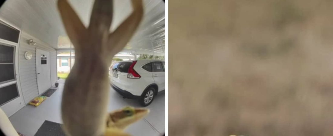 Las-fotos-de-animales-mas-divertidas-y-graciosas-del-mundo-intriper.jpg