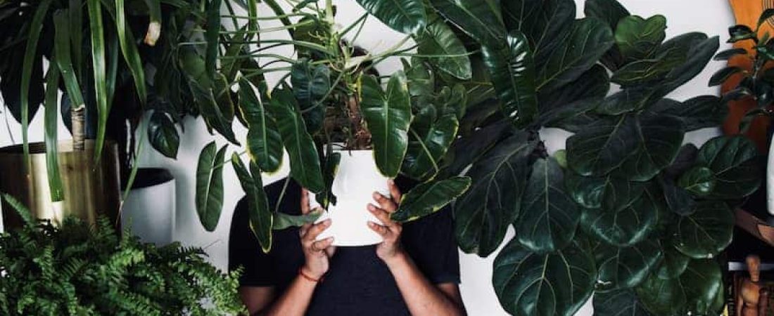 Las plantas de interior aumentan la felicidad