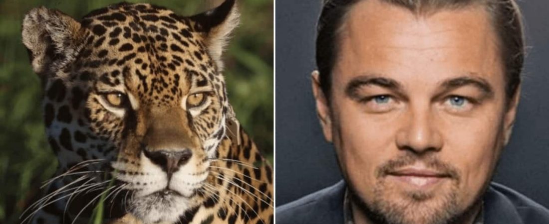 Leonardo DiCaprio compartió un video en Instagram destacando la importancia del respeto por la naturaleza en el Parque Nacional Iberá en Argentina 1