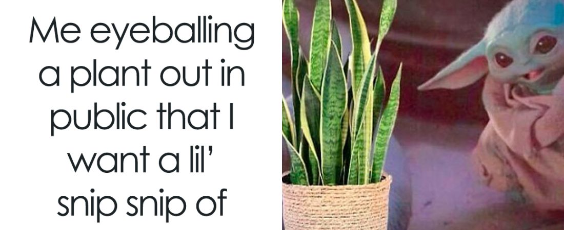 Los-85-memes-mas-divertidos-para-amantes-de-las-plantas-intriper.jpg