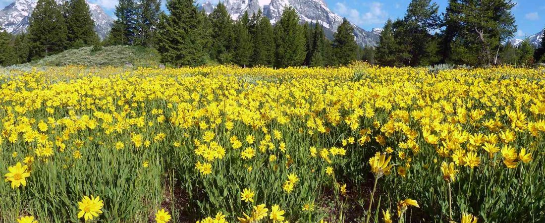 Los-mejores-lugares-para-ver-flores-silvestres-en-verano-en-Colorado-intriper.jpg