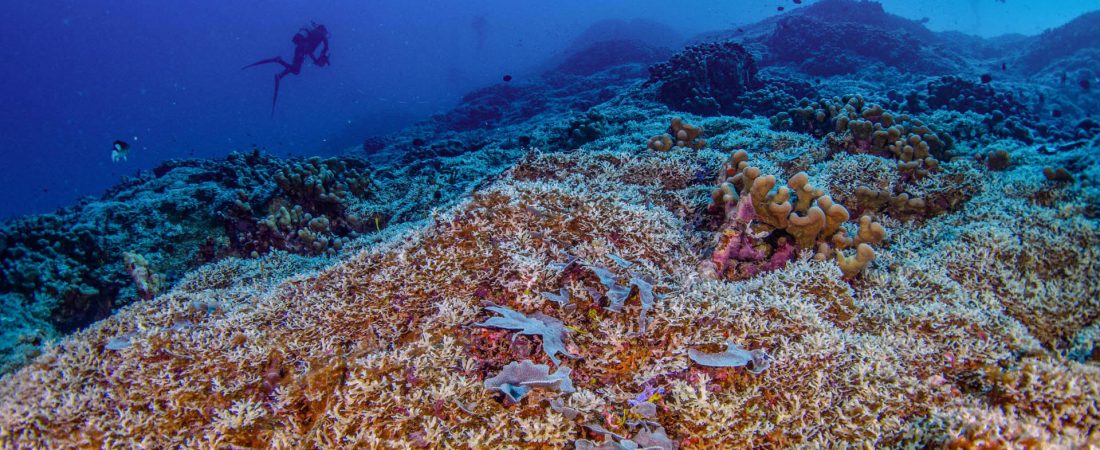 AME6962. SÍDNEY (AUSTRALIA), 13/11/2024.- Fotografía cedida por National Geographic Pristine Seas del coral más grande del mundo en las Islas Salomón. Una expedición de científicos, incluidos algunos españoles, ha descubierto el coral más grande del mundo, de 34 metros de ancho y 32 metros de largo, en las Islas Salomón del Pacífico Sur, indicaron este jueves los responsables del proyecto Pristine Seas de la sociedad National Geographic. EFE/ Manu San Felix / National Geographic Pristine Seas / SOLO USO EDITORIAL NO VENTAS/ SOLO DISPONIBLE PARA ILUSTRAR LA NOTICIA QUE ACOMPAÑA (CRÉDITO OBLIGATORIO)