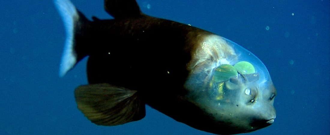 The barreleye (Macropinna microstoma) has extremely light-sensitive eyes that can rotate within a transparent, fluid-filled shield on its head. The fish's tubular eyes are capped by bright green lenses. The eyes point upward (as shown here) when the fish is looking for food overhead. They point forward when the fish is feeding. The two spots above the fish's mouth are olfactory organs called nares, which are analogous to human nostrils.