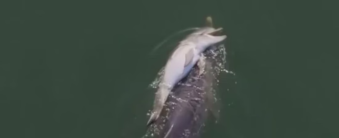 Madre-delfin-cargo-a-su-cria-muerta-durante-seis-dias_thumb.0000000