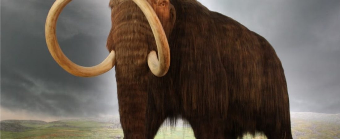 Mamut-01