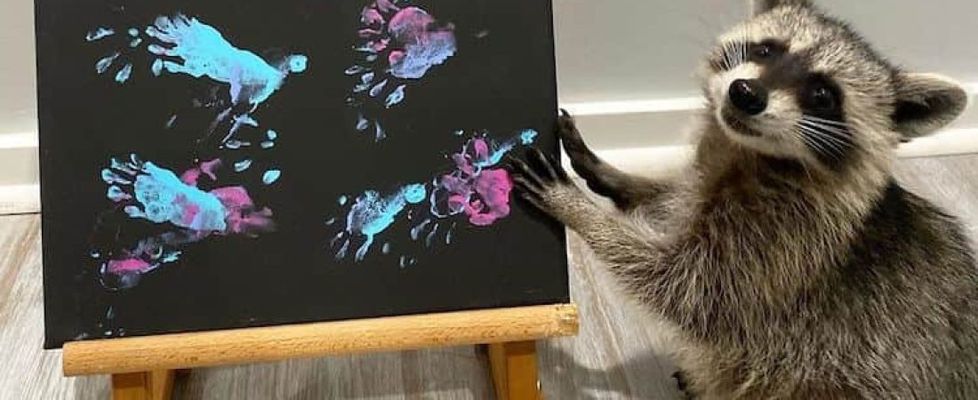 Mapaches crean obras de arte animadas utilizando solo sus patas