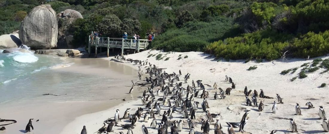 Más de 60 pingüinos africanos en peligro de extinción fallecieron por picaduras de abejas