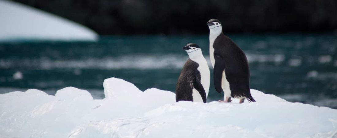 El hielo marino de la Antártida se redujo a la menor superficie que se ha registrado hasta el momento