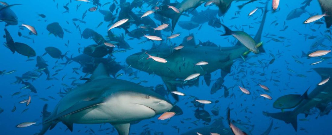 Mejor-destino-del-mundo-para-ver-tiburones-en-aguas-cristalinas-intriper.jpg