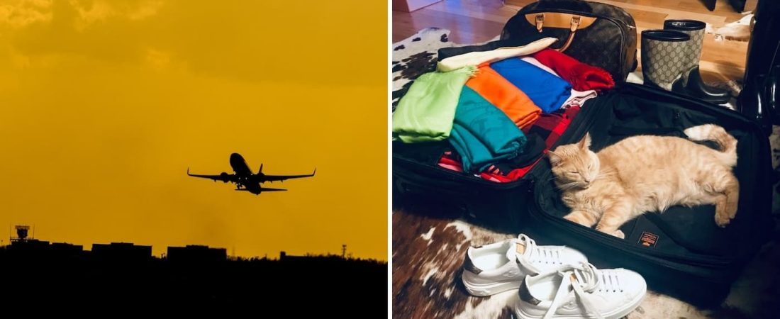 Estas son las mejores aerolíneas para viajar con mascotas, de acuerdo a un nuevo estudio