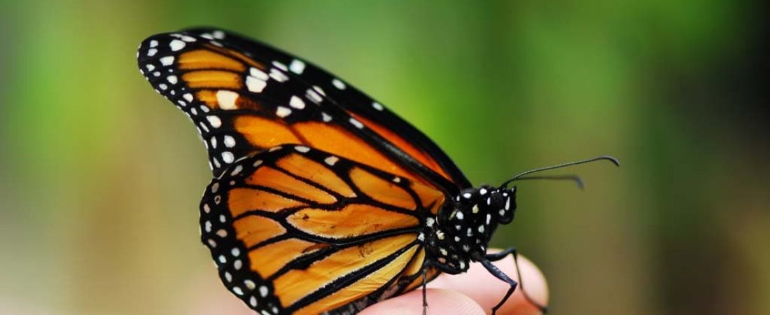 México realiza actividades de reforestación y preservación en la región de la mariposa Monarca-2