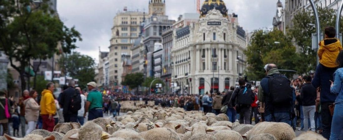 Miles de ovejas se apoderan de las calles de Madrid