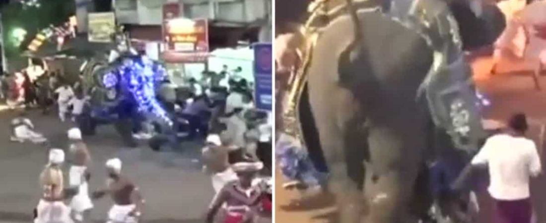 Moment-tortured-elephant-rampages-through-crowd-injuring-18-after-being