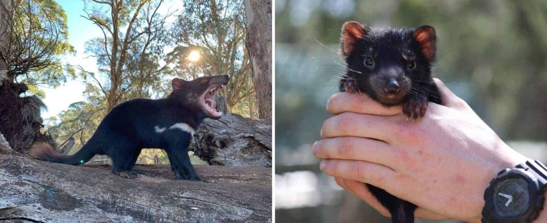 Nacieron demonios de Tasmania en Australia continental por primera vez en 3.000 años