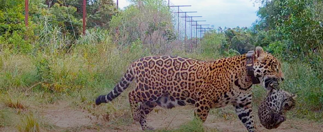 Nacieron yaguaretés silvestres en los Esteros del Iberá por primera vez en más de 70 años