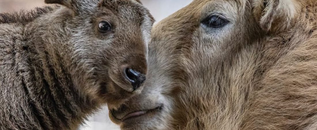 Nació el primer ejemplar takín dorado macho en el hemisferio occidental se encuentra en el Zoológico de San Diego-1