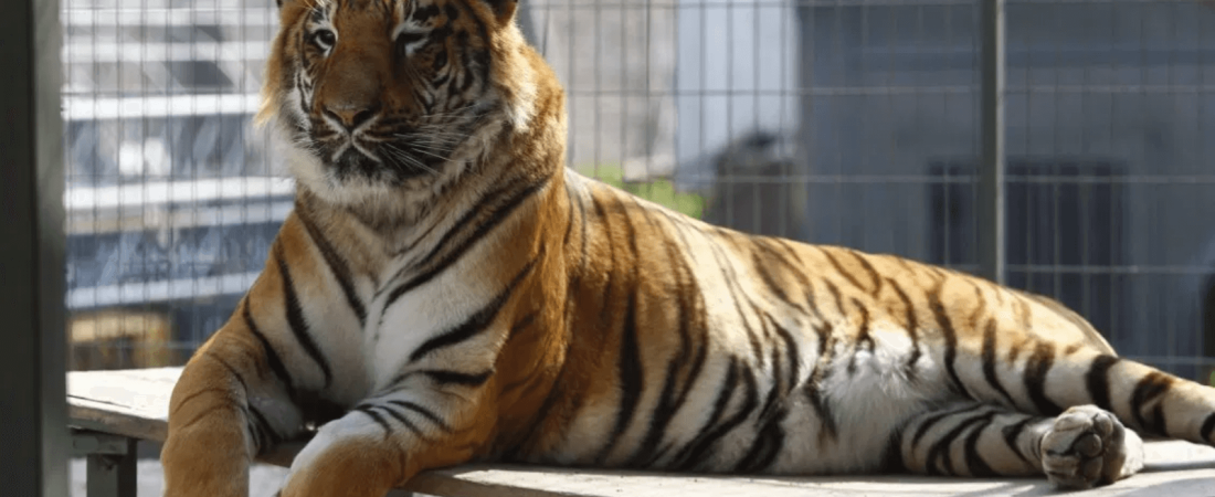 Nueva York Un tigre del Bronx Zoo dio positivo por coronavirus y otros seis felinos presentan síntomas 2