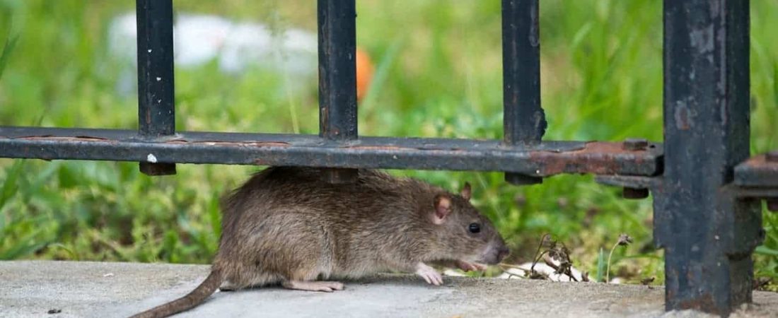 Nueva York, en alerta por su crisis de higiene autoridades anuncian una cumbre nacional sobre ratas urbanas en septiembre