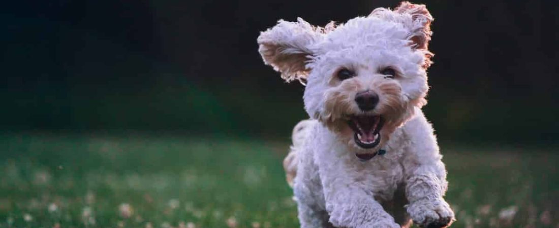 Nuevo estudio revela que el cariño de los perros es medicinal