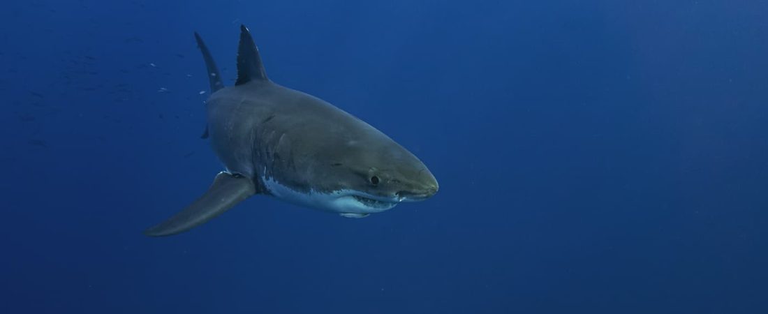 Los tiburones blancos tienen problemas de visión y atacarían a las personas por error, según nuevo estudio