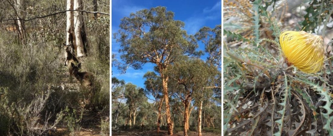 Australia cuenta con un nuevo parque nacional que busca proteger especies que se encuentran en peligro