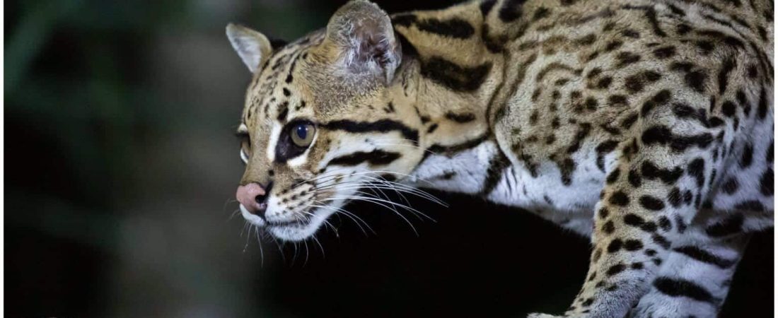 OCELOTE-1-1536x1029