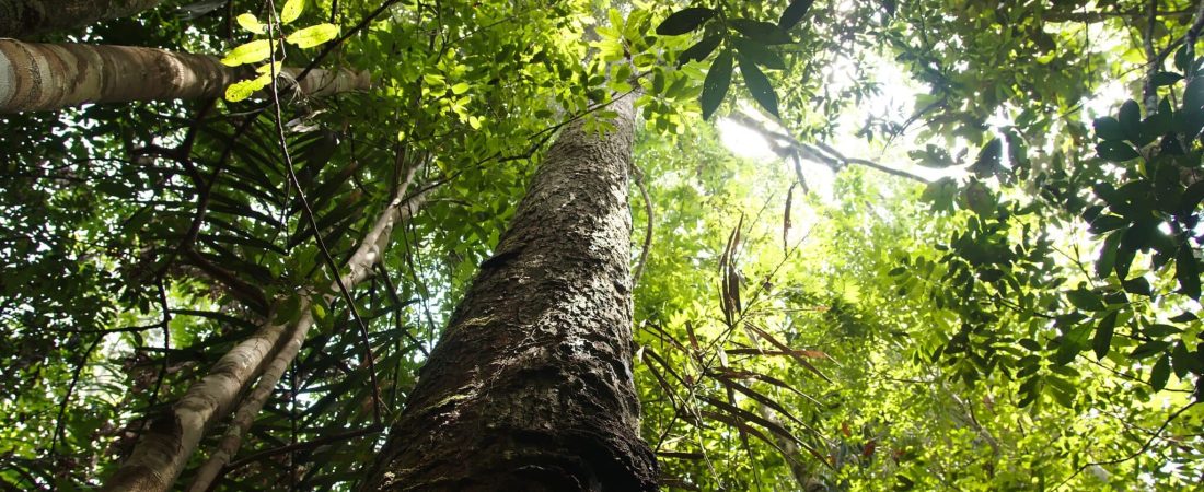 OCS3LJ4MOJGYBC4YRJJEPLUY4E