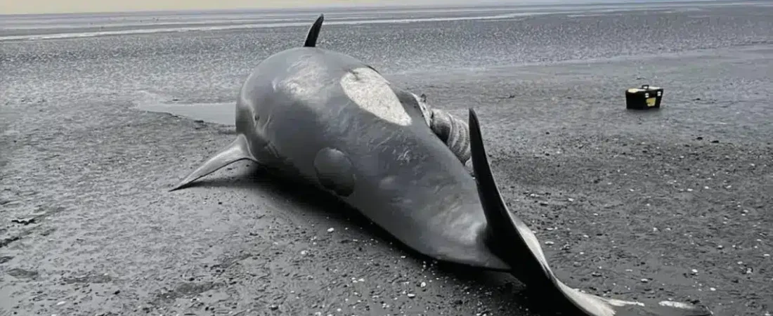 Orca-varada-en-tierra-del-fuego.jpg