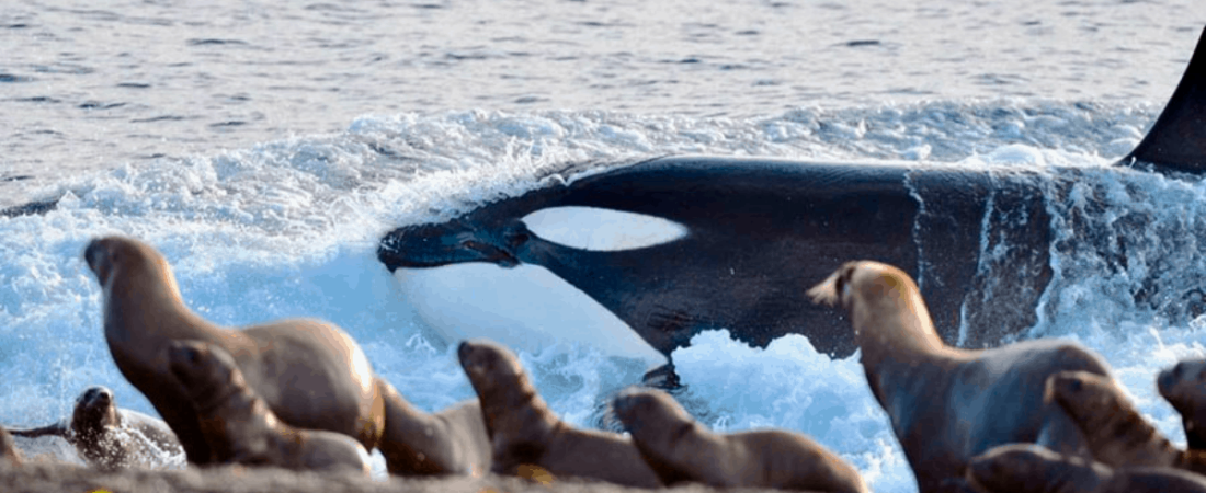 Orcas - Puerto Madryn 2