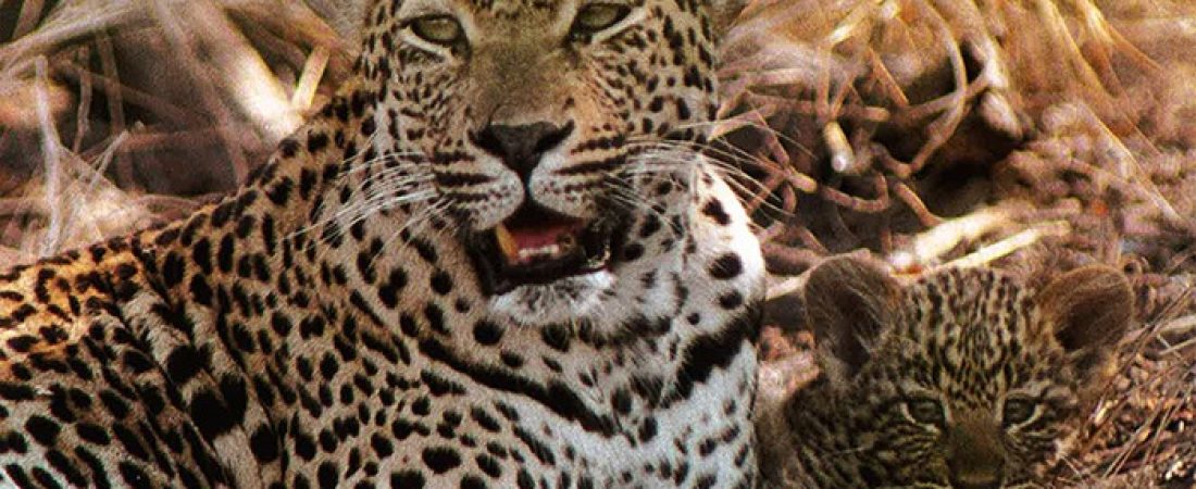 Original-Mother-Leopard