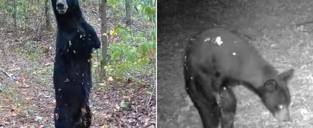 Oso-discapacitado-sorprende-al-caminar-erguido-como-humano-intriper.jpg