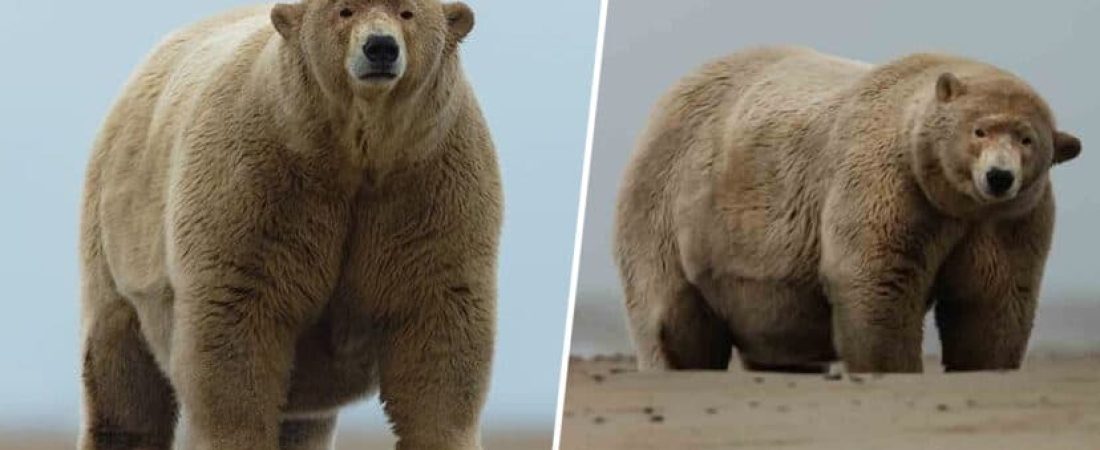 Oso polar con sobrepeso es apodado como 'Fat Albert'