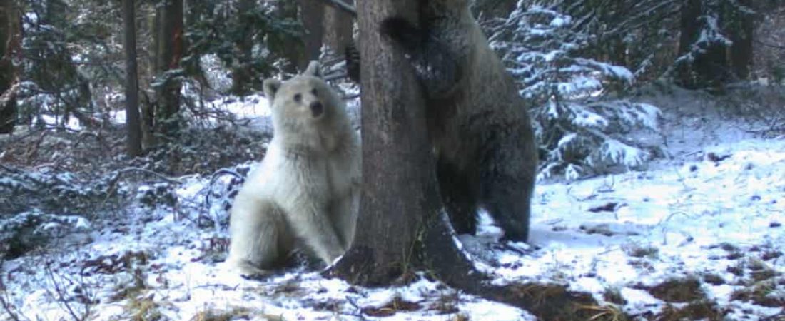 Oso