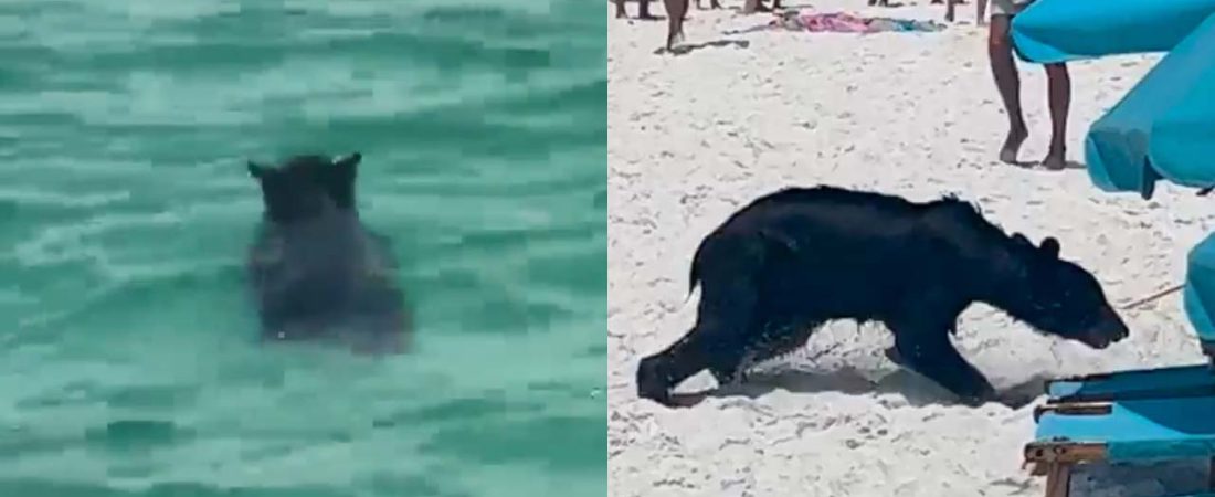 Oso sorprende a bañistas al salir del mar después de un chapuzón