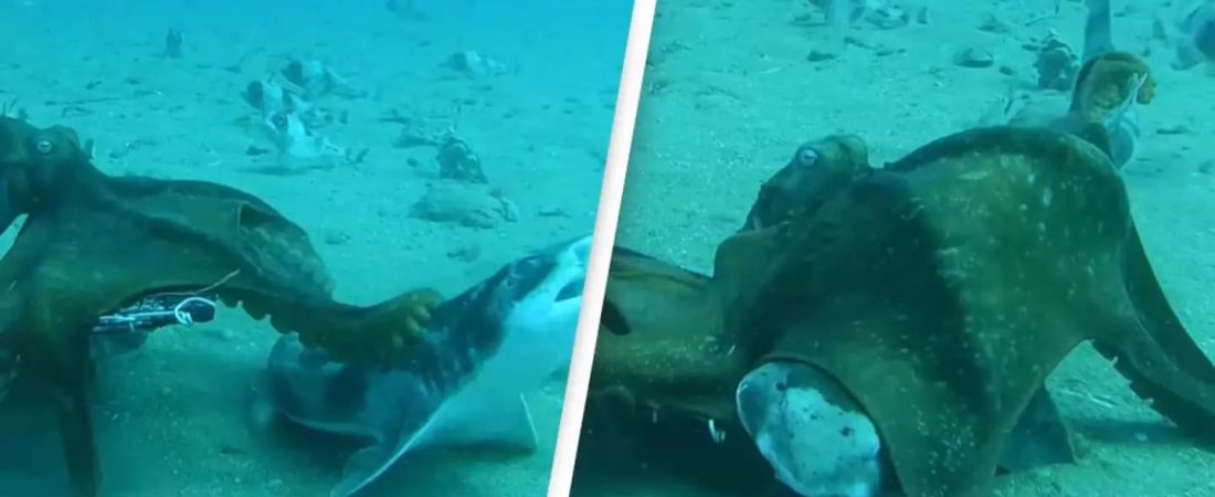 PULPO SE PELEA CON TIBURON