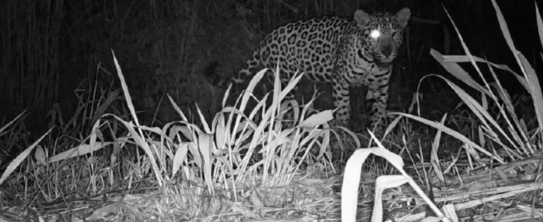 PYAULVHFLJFT7CMMEZXLTDRXHA