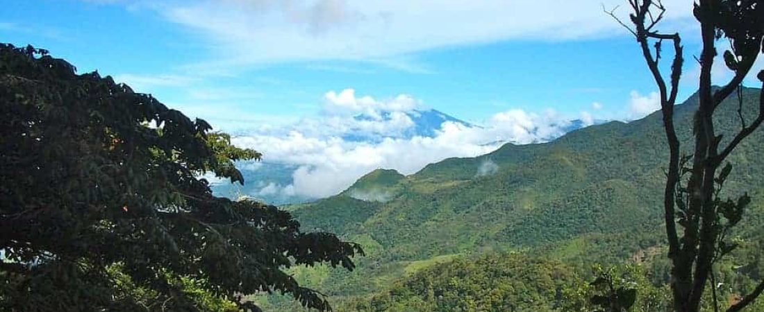 bosque panamá