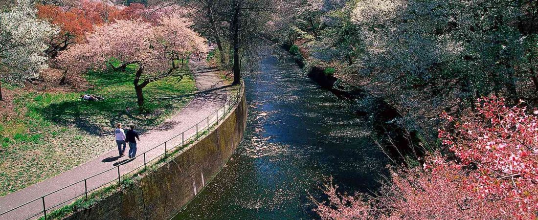 Parque-cercano-a-Nueva-York-con-mas-cerezos-que-Washington-DC-intriper.jpg