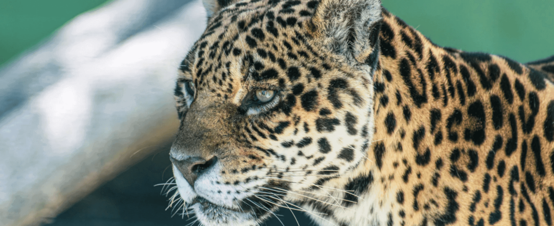 Países de América Latina buscan declarar al jaguar bajo la máxima protección para conservar la especie 1