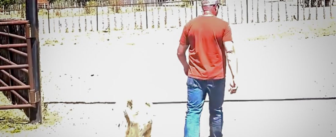 Perro-de-ranchero-rescata-a-nino-perdido-en-el-desierto-de-Arizona-intriper.jpg