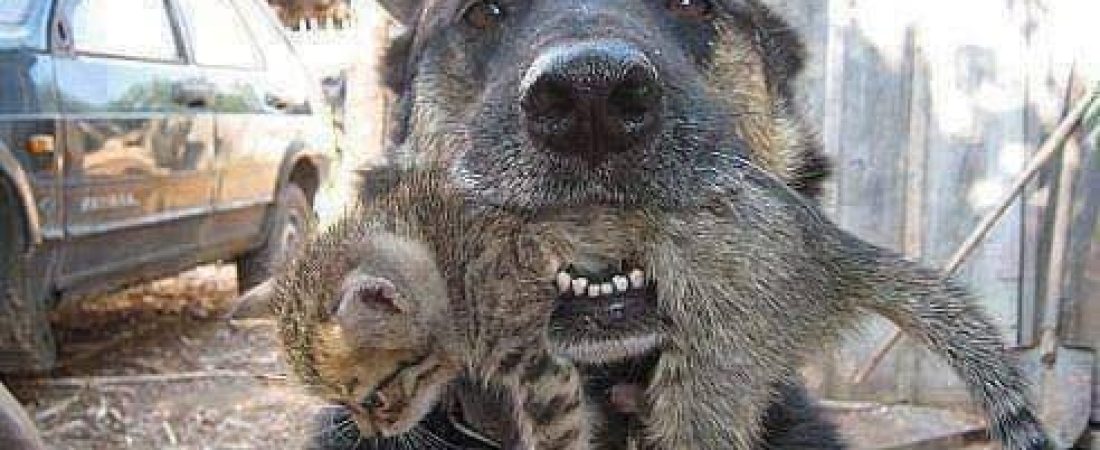 Perro-heroe-salva-a-su-mejor-amigo-gatito-de-incendio-intriper.jpg