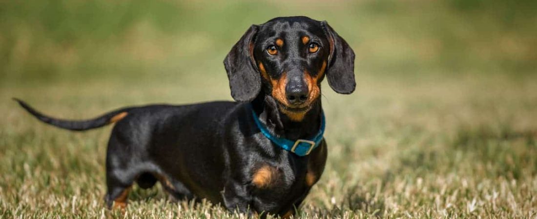 Perro-salchicha-miniatura-encontrado-vivo-tras-16-meses-perdido-intriper.jpg