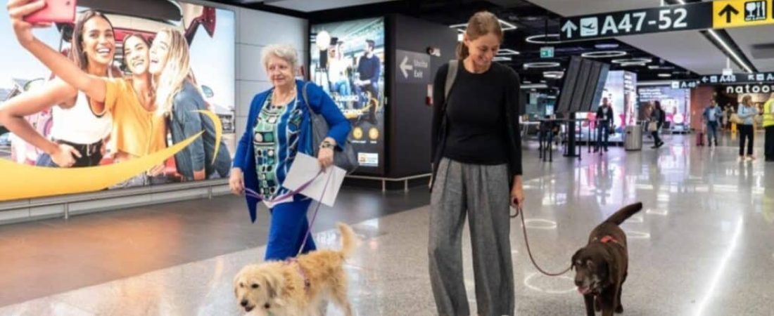 Perros-en-cabina-1-1024x512