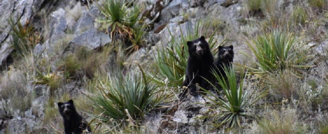 Perú Registran mayor presencia de osos de anteojos en el Santuario Histórico de Machu Picchu debido a la ausencia de turistas 3