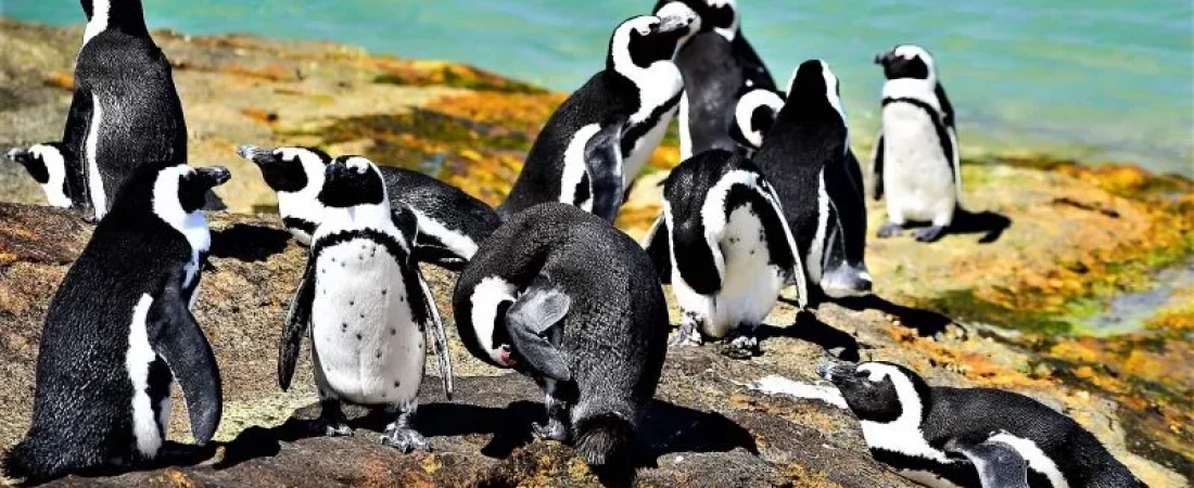 Pinguino-africano