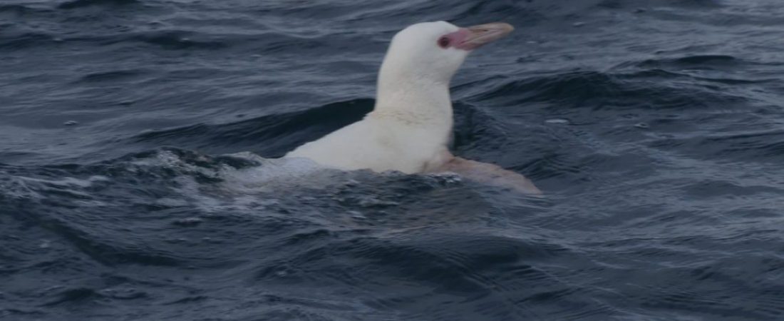 PinguinoHumboldtAlvinoBioBio2-1024x530