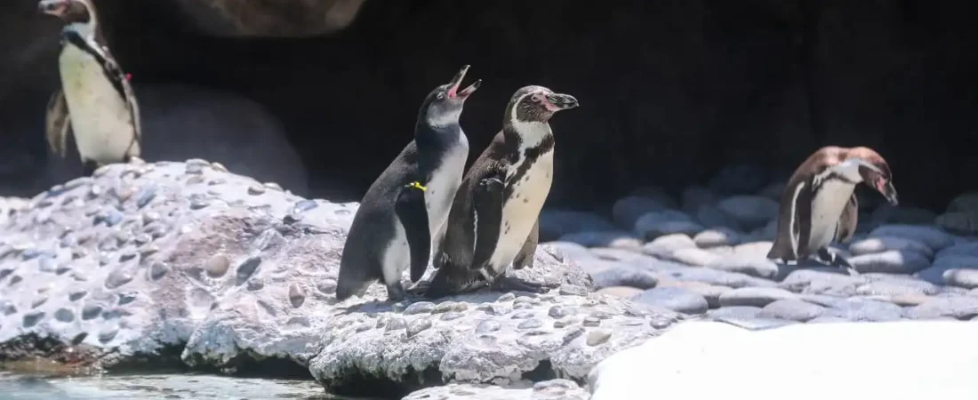 Pinguinos-de-Humboldt-nacen-en-el-Zoologico-La-Aurora-presentan-a-Nancy-y-Campito-1