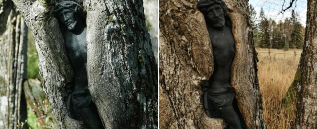 Polonia Descubren una escultura de Jesús que está siendo absorbida por un árbol en un cementerio abandonado 1