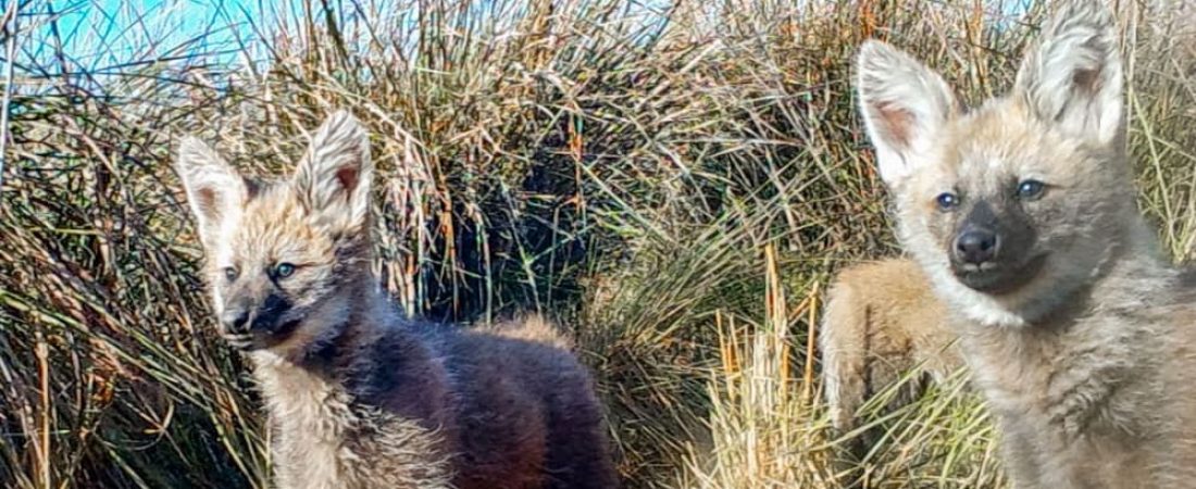 Por primera vez en el mundo, registran videos de una aguará guazú hembra alimentando a sus crías en estado silvestre